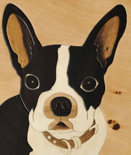 boston terrier